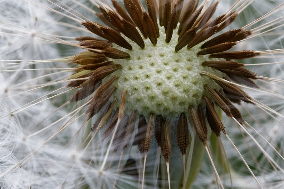 dandelion, common dandelion, taraxacum, spring, screen pilot HD wallpaper