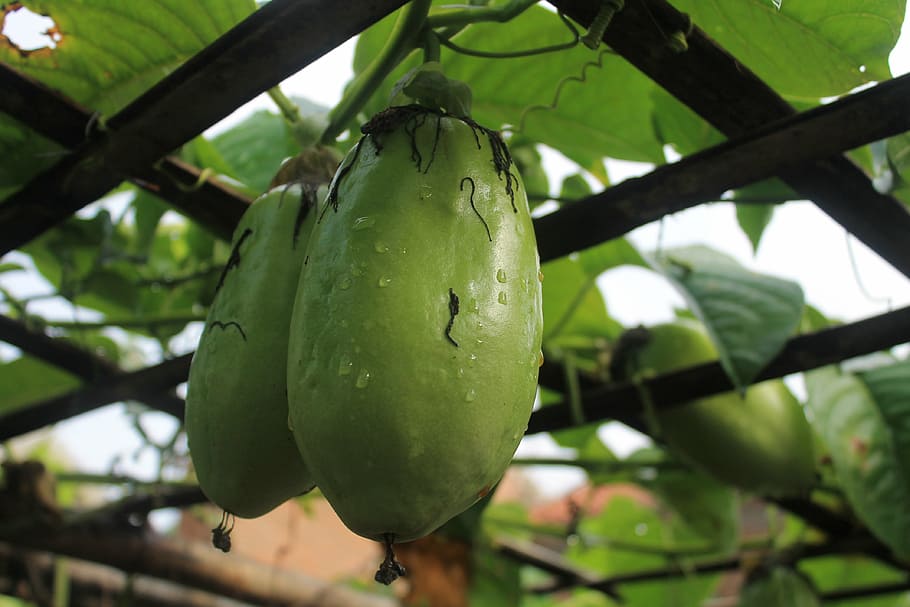 passiflora quadrangularis, fruit, fresh, food and drink, healthy eating HD wallpaper