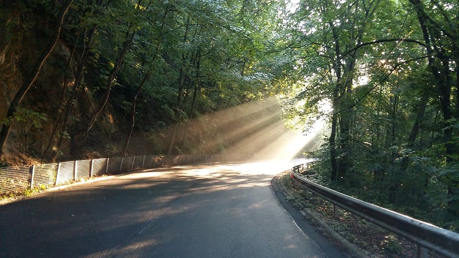 beech, road, light, tree, plant, transportation, direction HD wallpaper