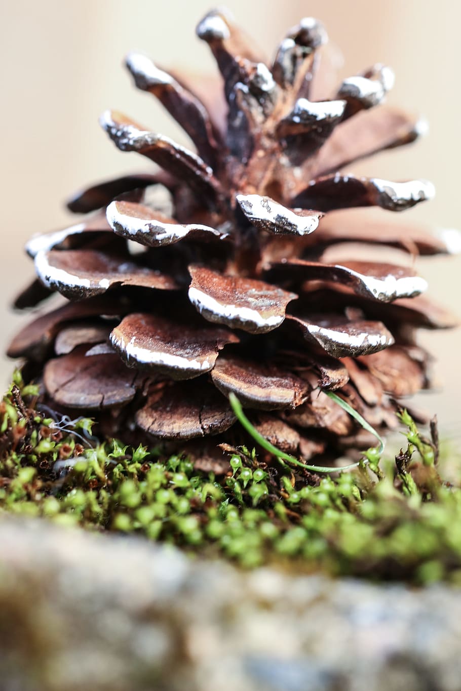 pinecone, nature, moss, macro, decoration, selective focus HD wallpaper