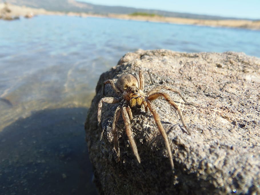 spiders, tarantula, insects, macro, nature, sea, animal, beach HD wallpaper