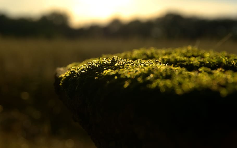 Moss, Grass, Back Light, Sunset, summer, nature, green, macro HD wallpaper