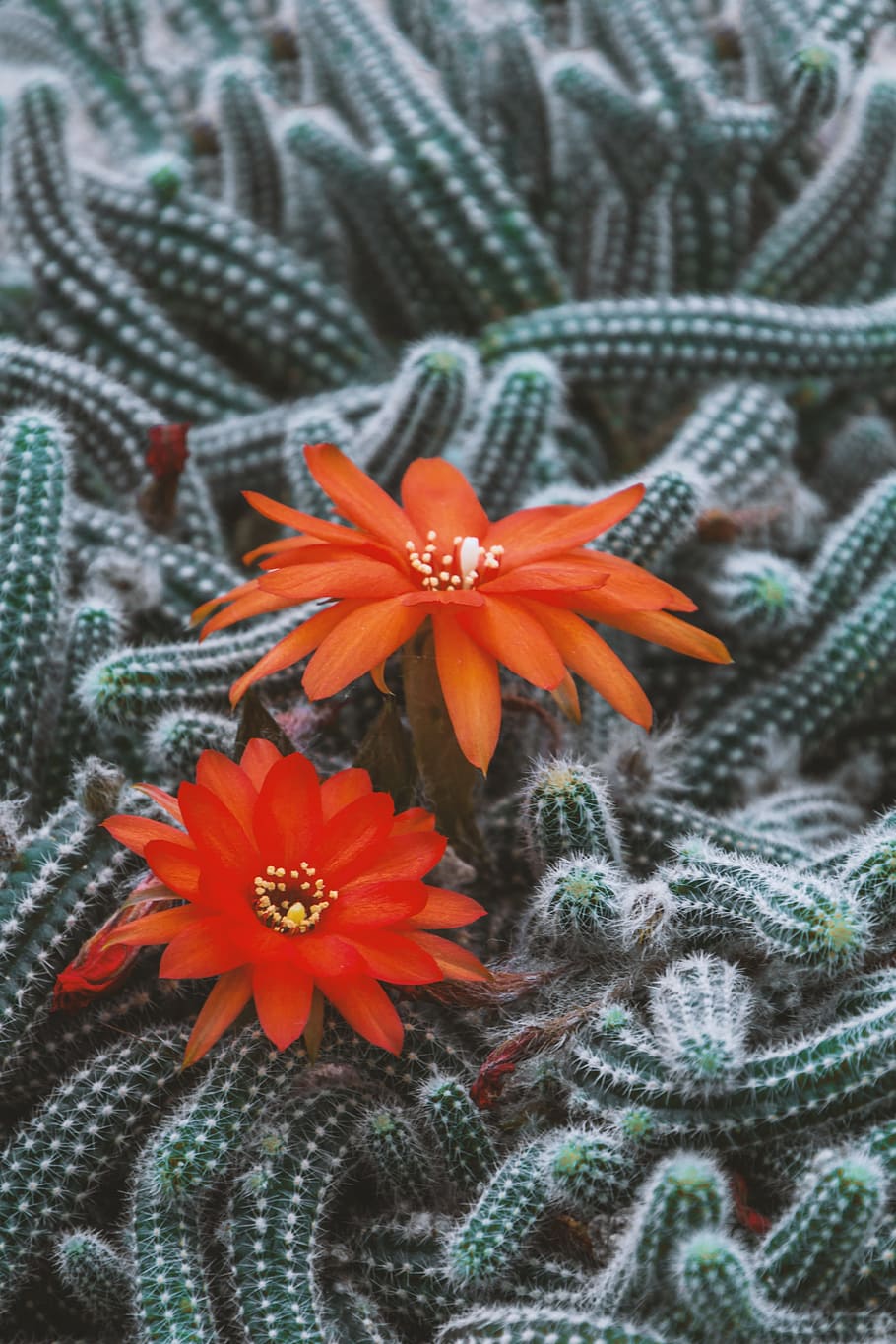 Cactus, Flowers, Beautiful, cactus flower, plant, close, nature, HD wallpaper