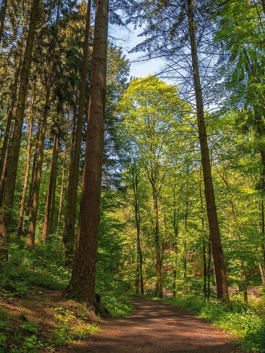 trees, forest, forest path, sunlight, plant, land, tree trunk HD wallpaper