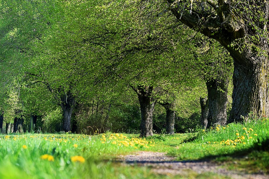 away, trees, avenue, hiking, field, spring, rest, nature, path, HD wallpaper