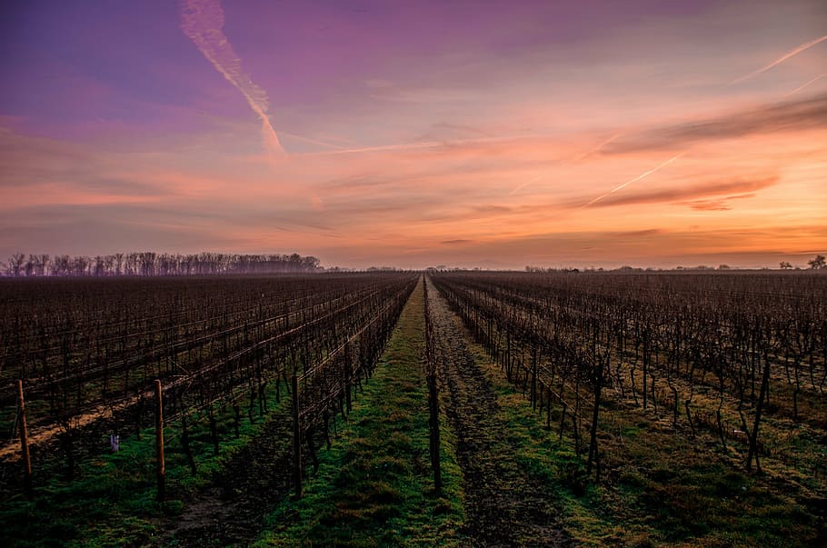 farming field under orange sky at daytime, plant, cloudy, skies HD wallpaper