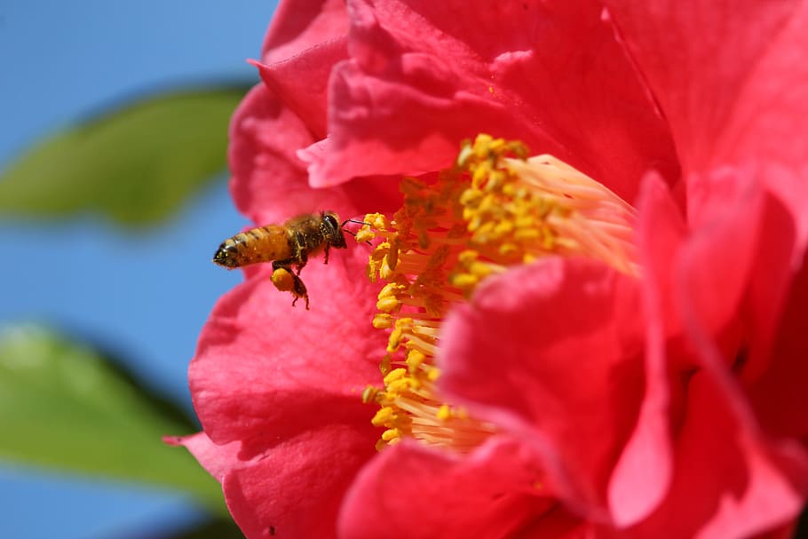 honey, bee, flower, pollen, nectar, insect, hover, hovering HD wallpaper