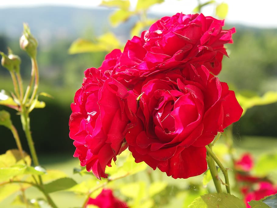 rose, red, nature, flower, flowering plant, beauty in nature HD wallpaper