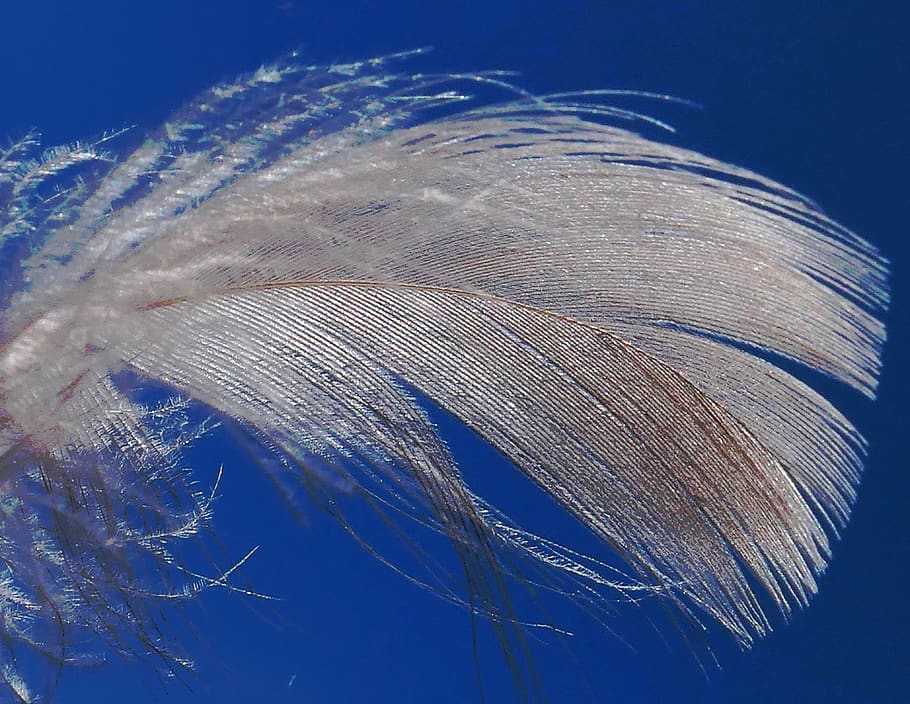 down, feather, lightweight, flying, slightly, float, bird feathers HD wallpaper