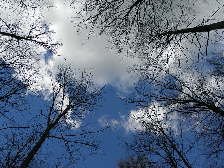 trees, aesthetic, sky, clouds, blue, nature, forest, spring HD wallpaper