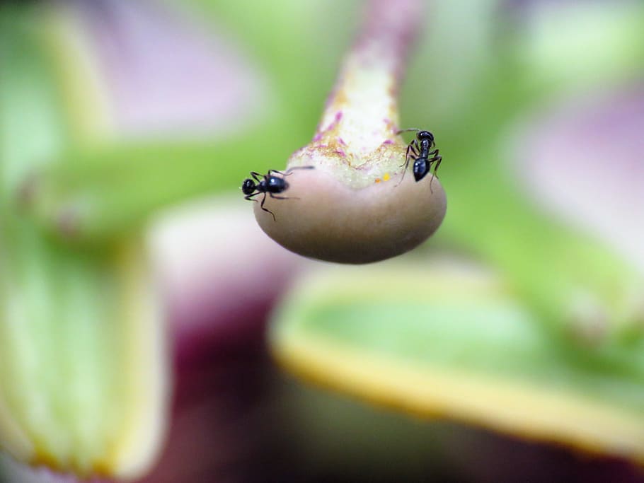 insects, ants, tiny, macro, flower, wildlife, animal themes HD wallpaper