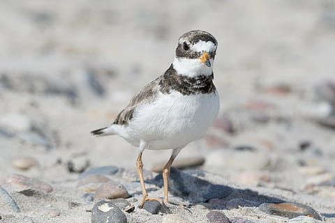 bird, plover, wader, beach, hiaticula, animal, wildlife, nature HD wallpaper