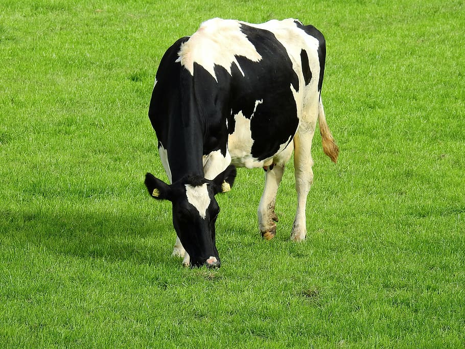 dairy cow standing on grass field, meadow, landscape, summer HD wallpaper