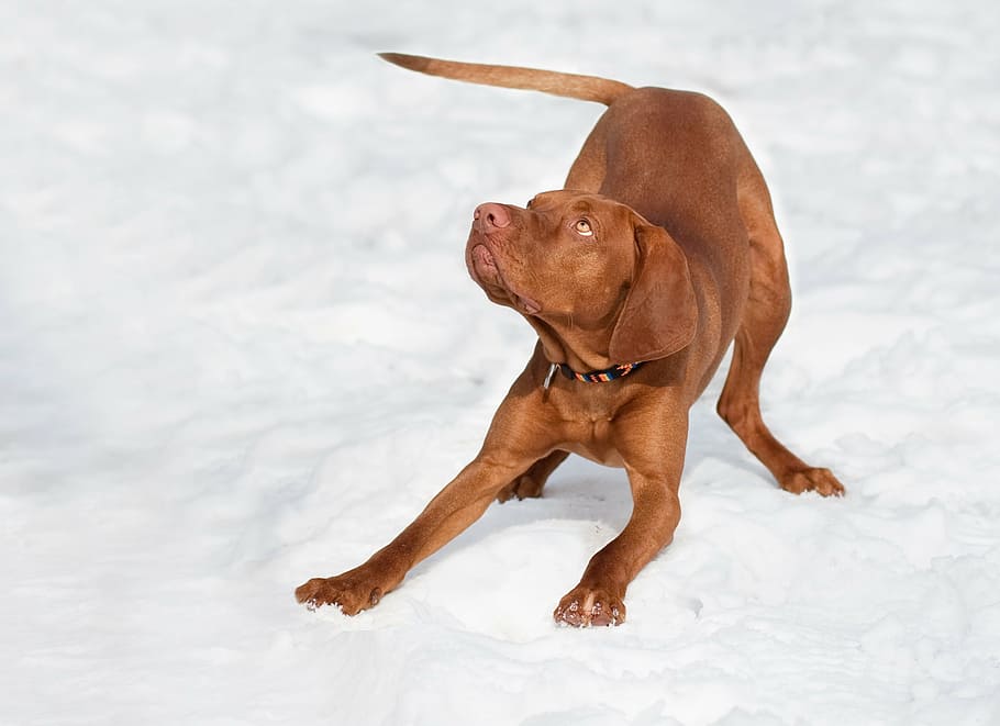 dog, hungarian vizsla, brown, snow, winter, purebred dog, play, HD wallpaper