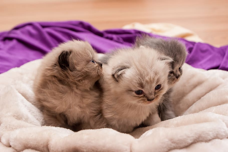 three short-fur beige kittens, sweet, cat, babies, pets, domestic HD wallpaper