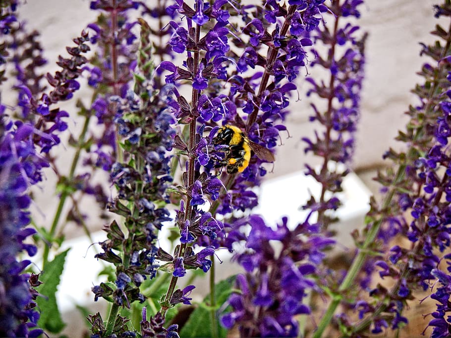 Bumblebee, Lavender, Nectar, outdoors, blooming, fragrance HD wallpaper