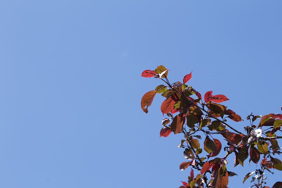 blue, sky, branch, leaf, summer, spring, plant, flower, freshness HD wallpaper
