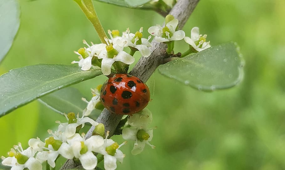 ladybug, sprig, lady beetle, spring, buds, budding, flowers HD wallpaper