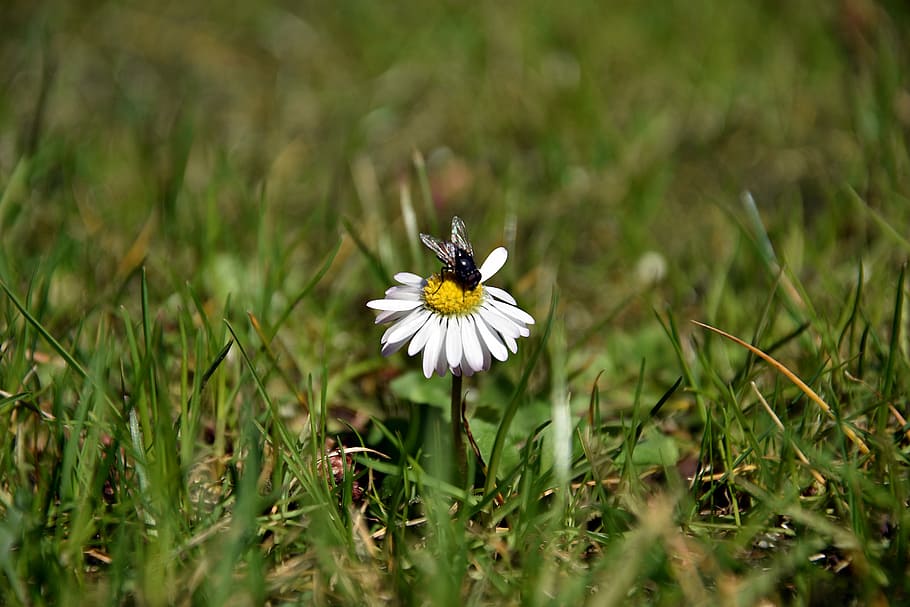 nature, grass, plant, field, meadow, flower, rural, season HD wallpaper