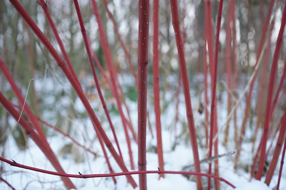 Red, Dogwood, Bush, Cornus Sanguinea, red dogwood, plant, stalk, HD wallpaper