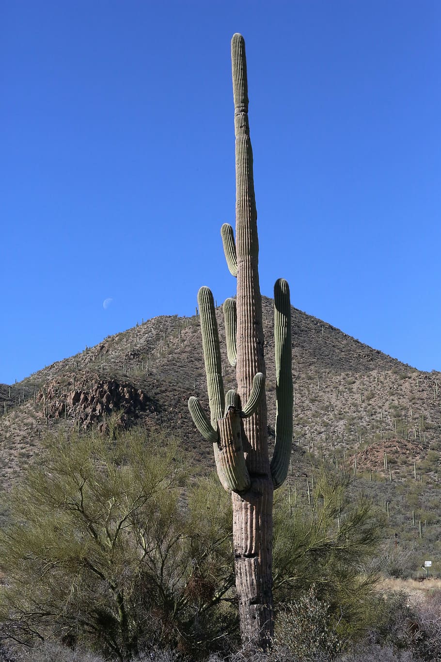 cactus, tuscon, arizona, southwest, desert, saguaro Cactus, HD wallpaper