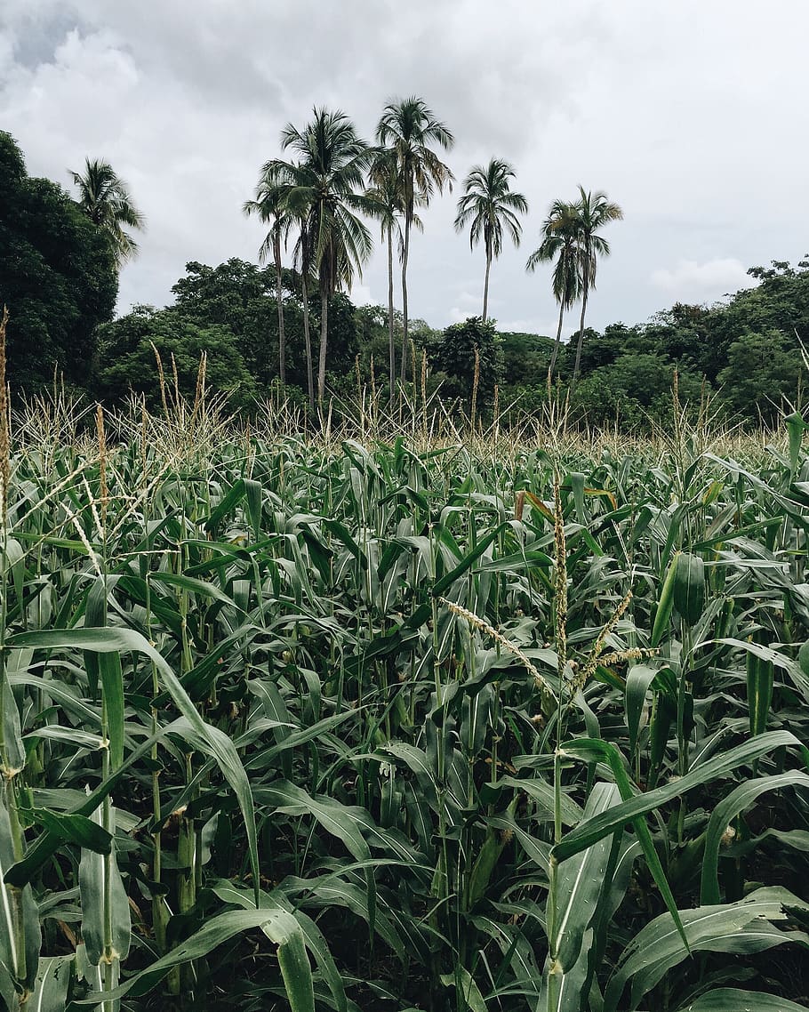 coconut, trees, corn, plants, sky, clouds, farm, nature, outdoor HD wallpaper