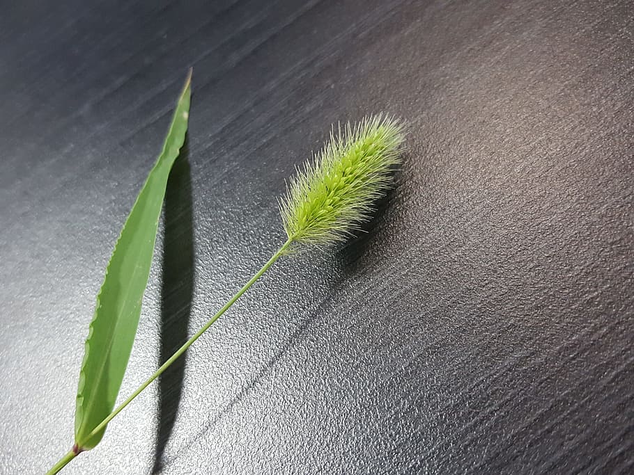 foxtail, pool, nature, plants, state of the union, affix, green HD wallpaper