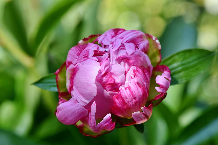 tilt shift lens photography of pink rose, peony, bud, pentecost HD wallpaper