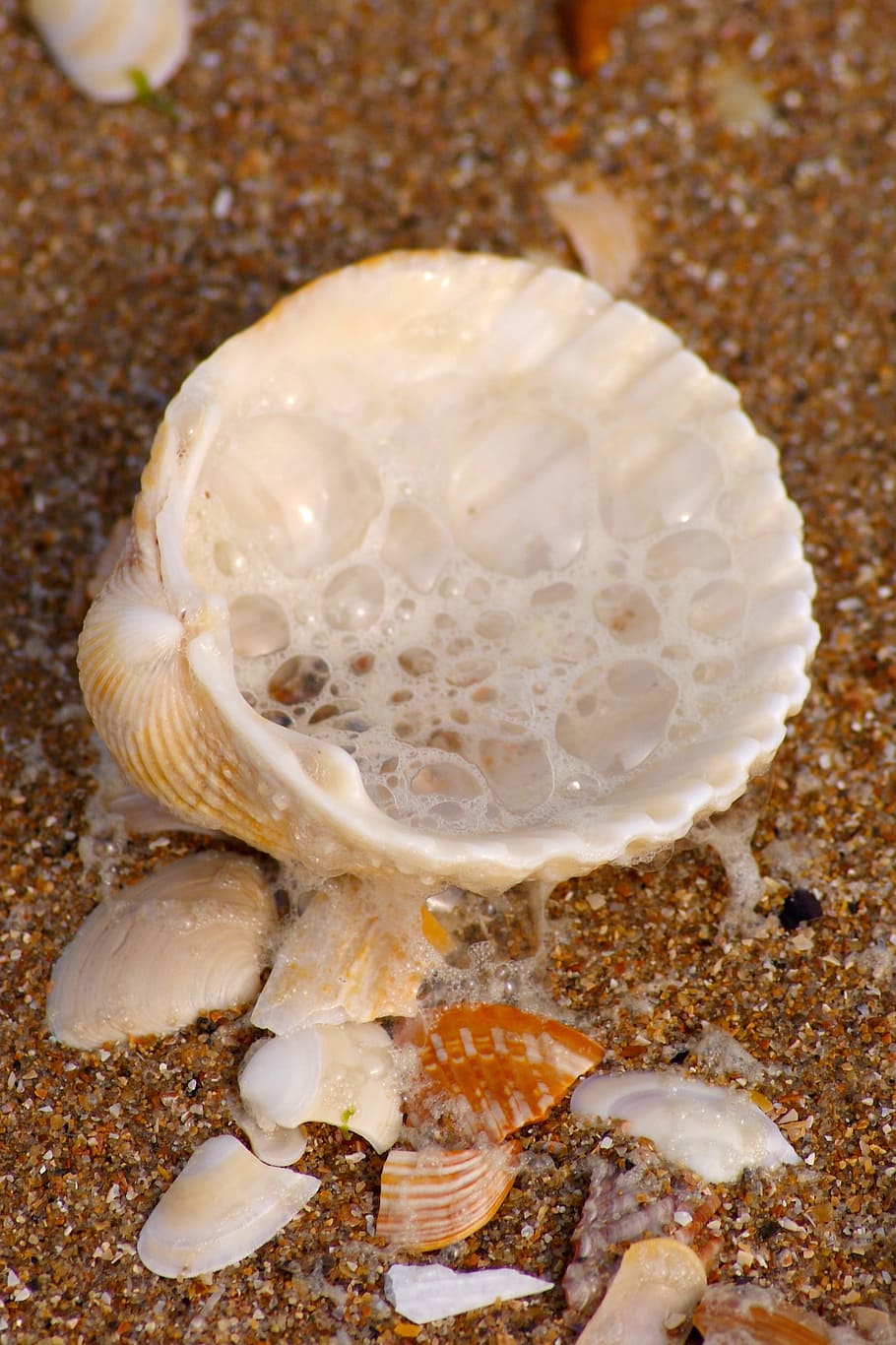 Shell, Wave, Holiday, Beach, Summer, Sun, water, waters, sand HD wallpaper