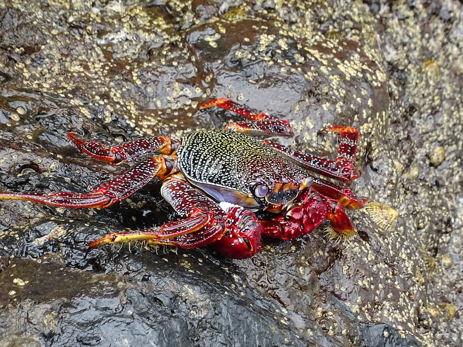 crab, sea, ocean, shellfish, seafood, rock, red, animal, claw HD wallpaper