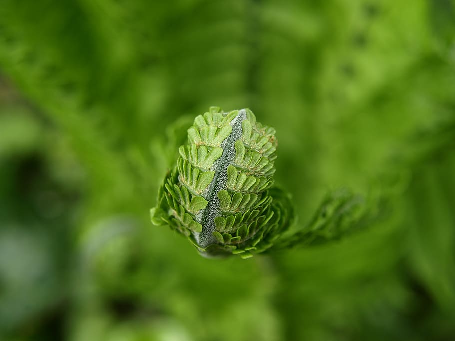 fern, green, plant, spring, nature, green Color, leaf, close-up HD wallpaper