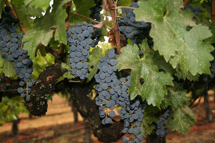 blue grapes closeup photography, napa valley, wine, california