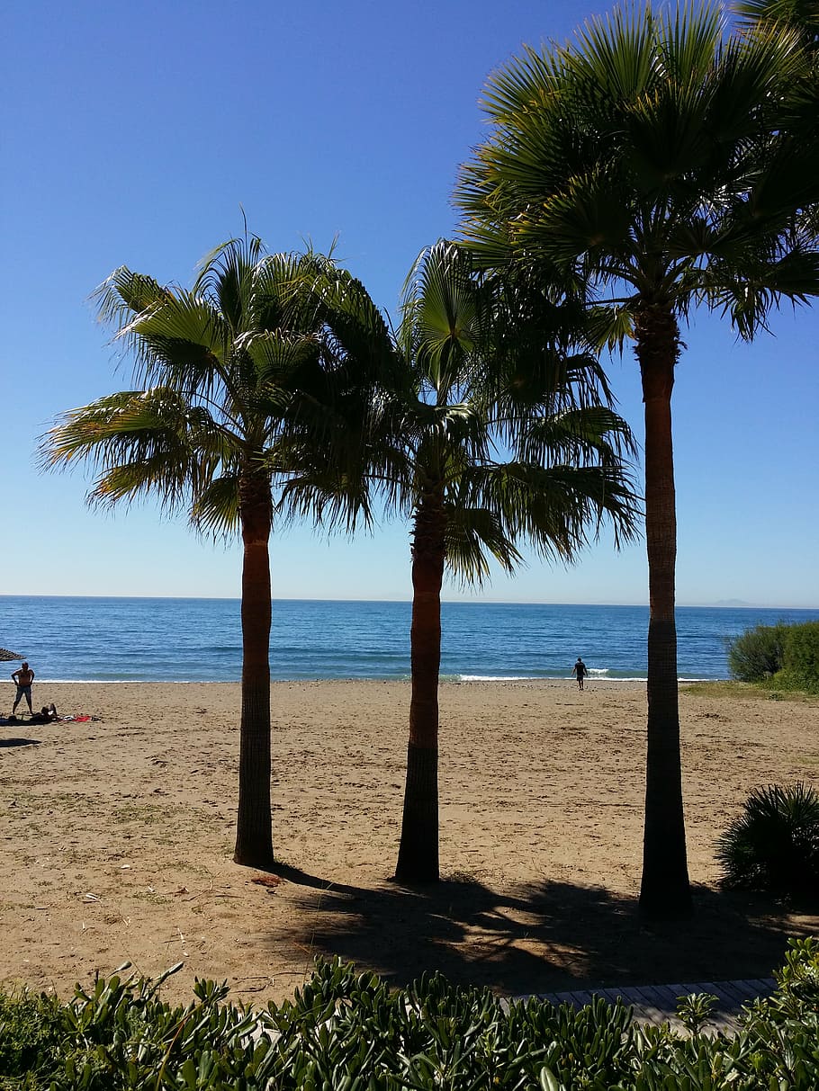 palm tree, beach, tropical, sun, sand, water, palm trees, summer HD wallpaper