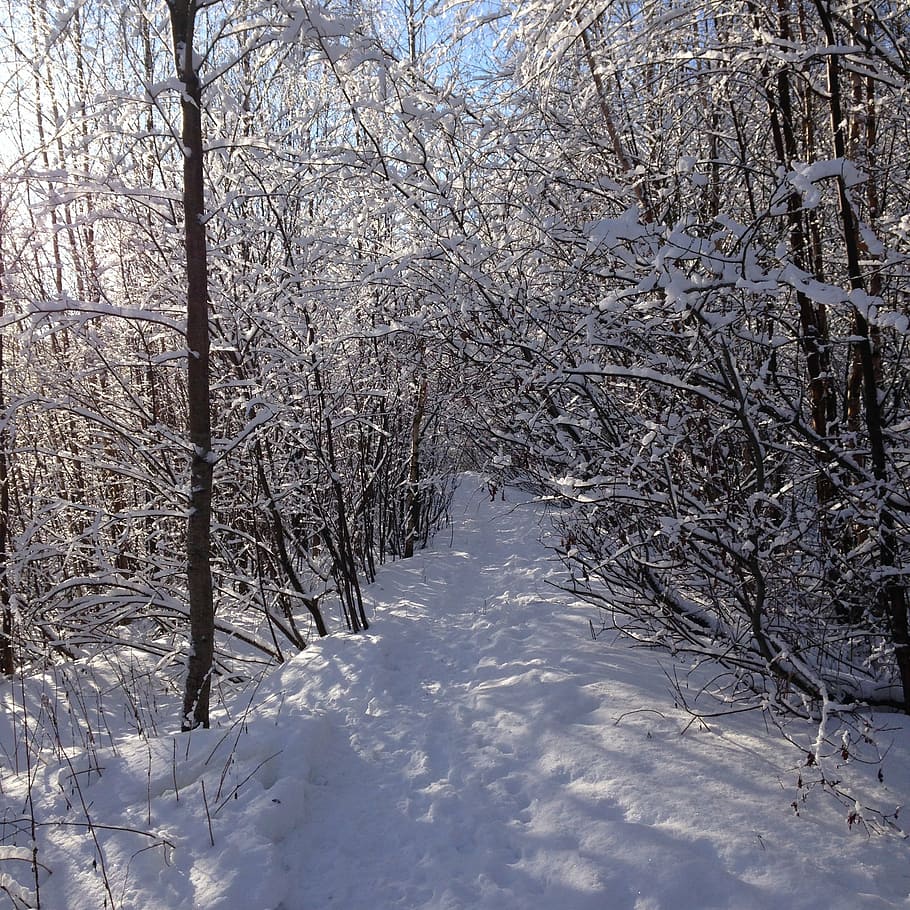 winter, forest, winter forest, snow, snow winter nature, winter landscape HD wallpaper