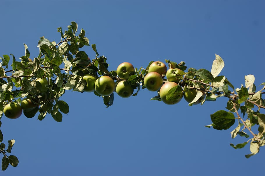 Apple, Tree, Apple Tree, Fruit, green, leaves, ungeerntet, branch HD wallpaper