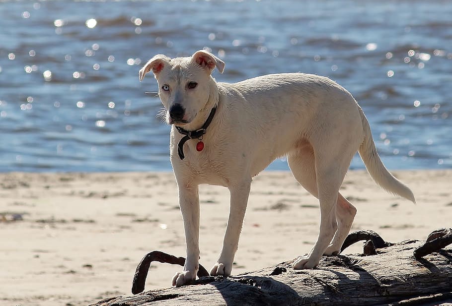 HD wallpaper: dog, beach, sea, most beach, animal, hybrid, water, pet ...