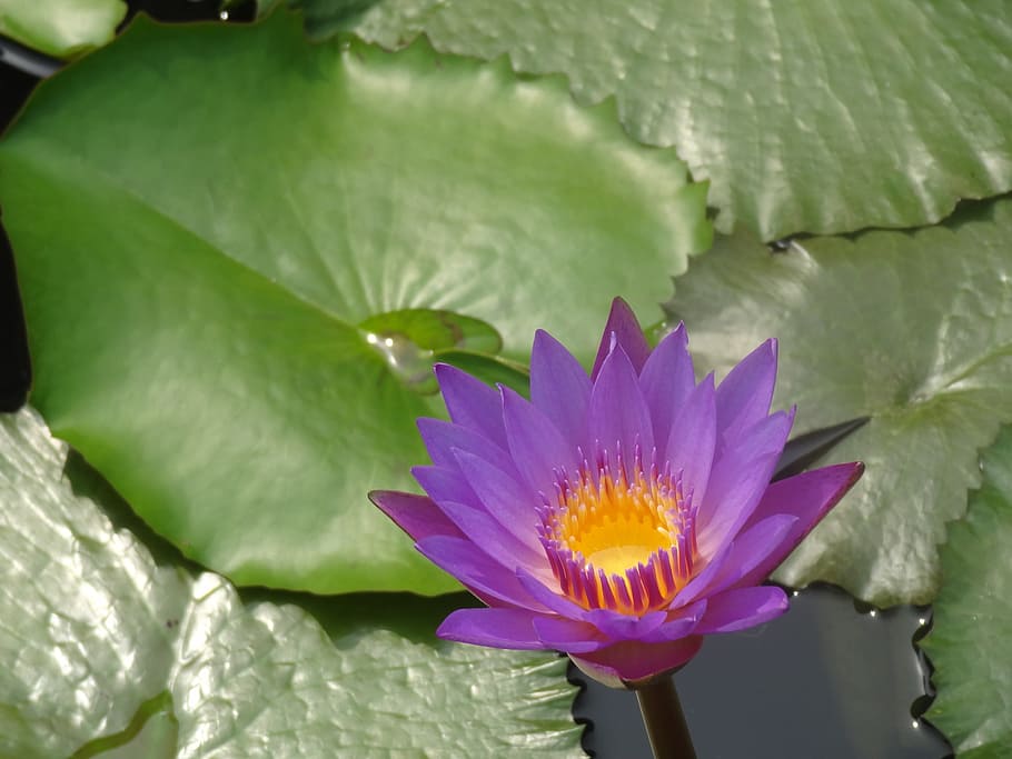 Lotus, Wildflower, Water Lily, aquatic plants, floral, natural
