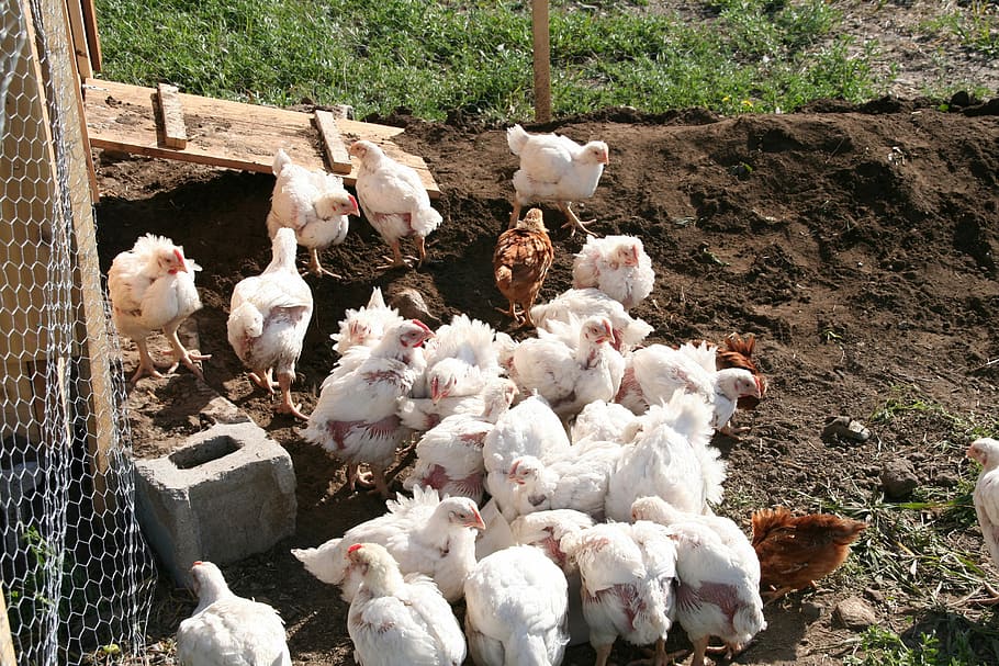 Chicken, Poultry, Free Range, Farm, livestock, bird, agriculture HD wallpaper