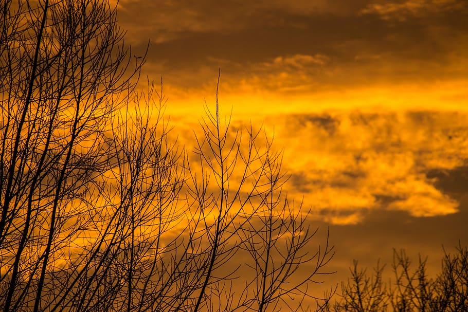 Sky, Tree, Winter, Kahl, Sun, autumn, flowers, landscape, sunset HD wallpaper