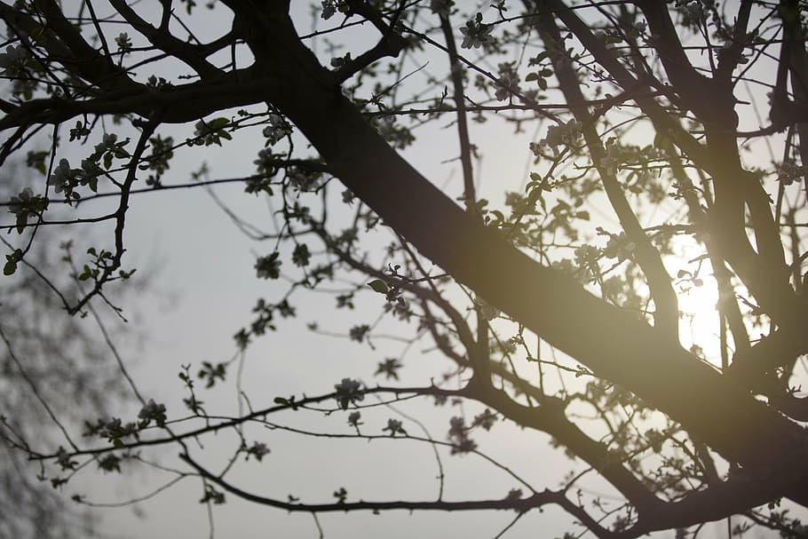 branches, tree, winter, sky, dead, sun, crotch, crown, nature HD wallpaper