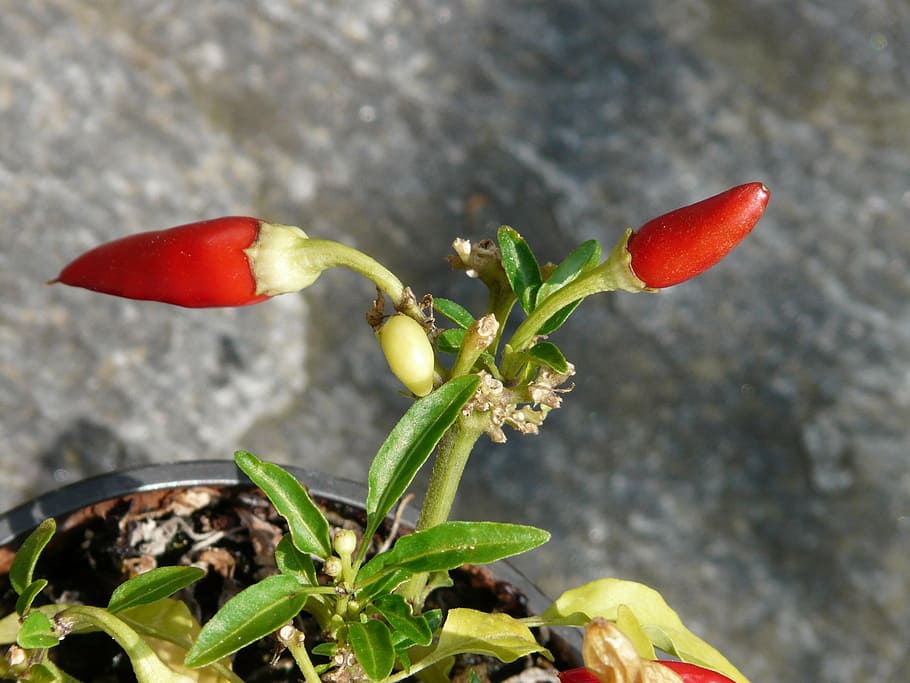 chili, chili peppers, red, sharp, paprika, capsicum, pepperoni HD wallpaper