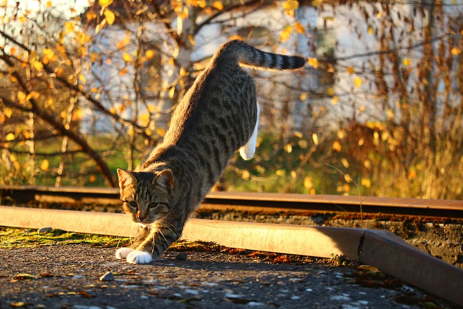 gray tabby cat jumped on ground, autumn, fall foliage, evening light HD wallpaper