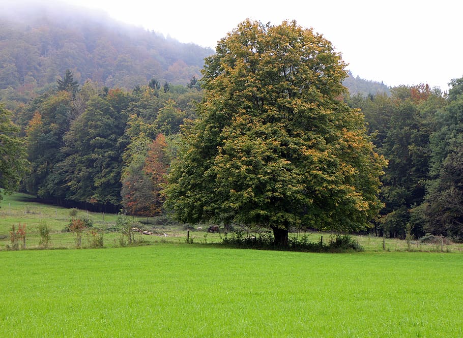 Autumn, Tree, Forest, individually, meadow, autumn forest, field HD wallpaper