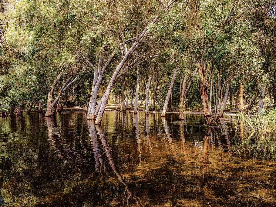 green leaf trees on body of water at daytime, lake, forest HD wallpaper