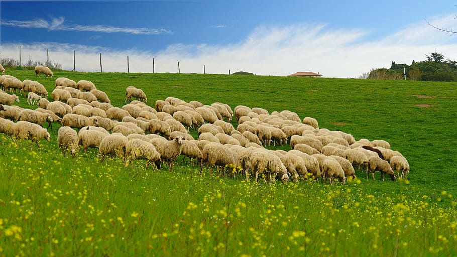 the flock, grass, blue sky, hillside, agriculture, nature, farm HD wallpaper