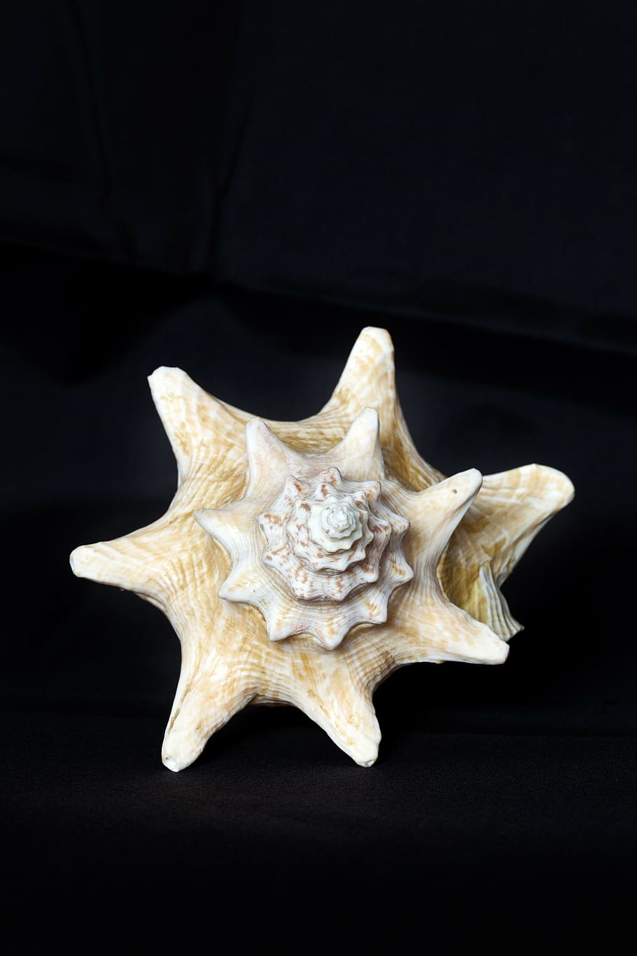shell, sea, underwater world, beach, holiday, nautilus, black background HD wallpaper