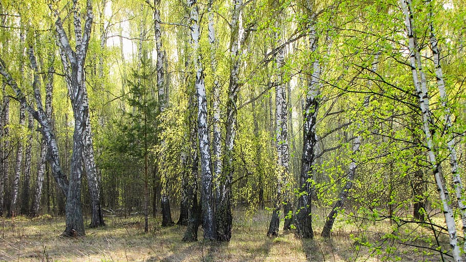 spring, forest, grove, tree, plant, land, tree trunk, growth HD wallpaper