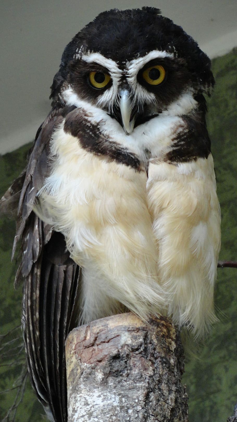 Spectacled Owl, Nature, Bird, wildlife, animal, beak, feather, HD wallpaper