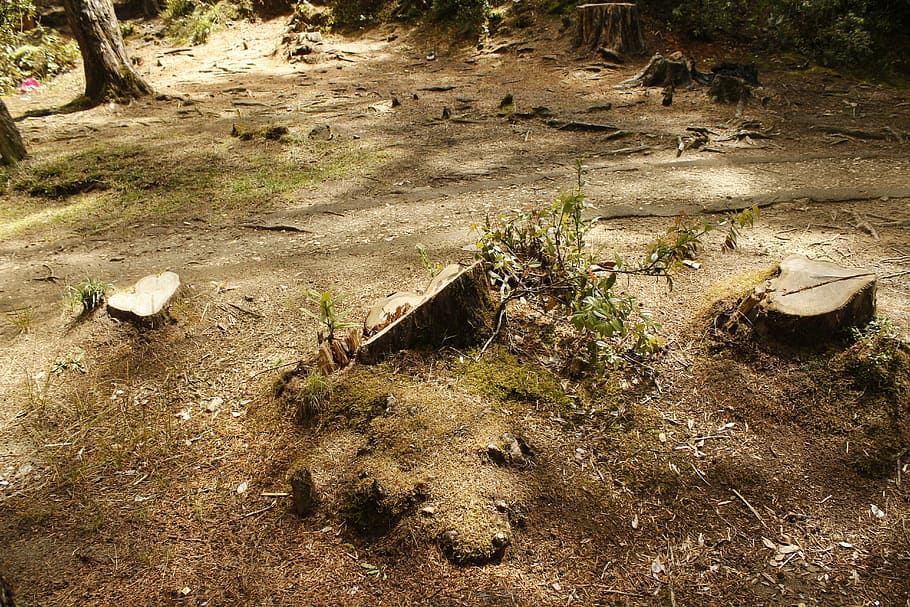 deforestation, root, wood, high angle view, plant, land, no people HD wallpaper
