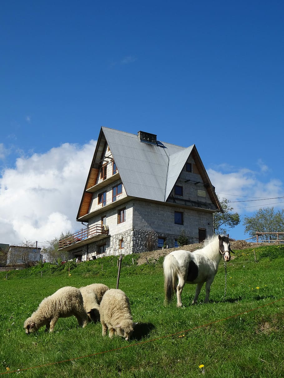 Animals, Sheep, Meadow, Meadow, Grass, Nature, pasture land HD wallpaper